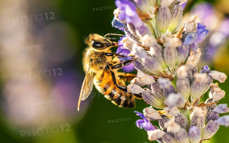 European Honey Bee,