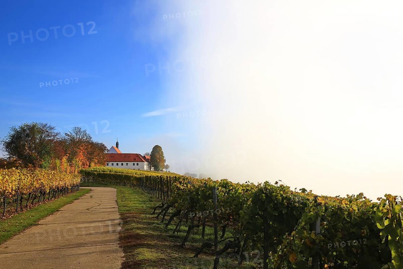 Rising fog in the vineyard near Volkach with a view of Vogelsburg Castle. Volkach, Kitzingen
