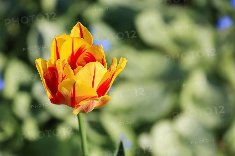 Tulip seen in Bad Saulgau. Sigmaringen, Tuebingen