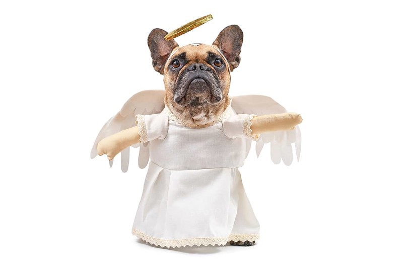 French Bulldog dog dressed up with angel costume with white dress, fake arms