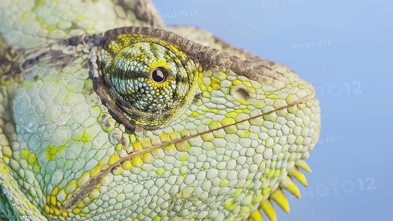 Close-up portrait of Veiled chameleon,