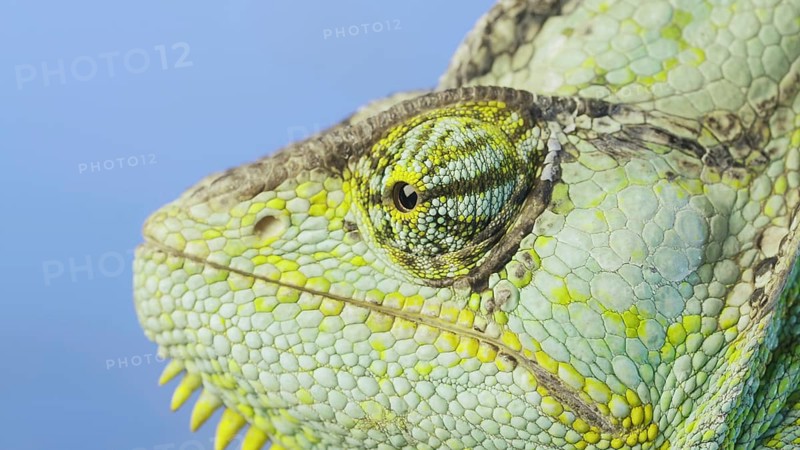 Close-up portrait of Veiled chameleon,