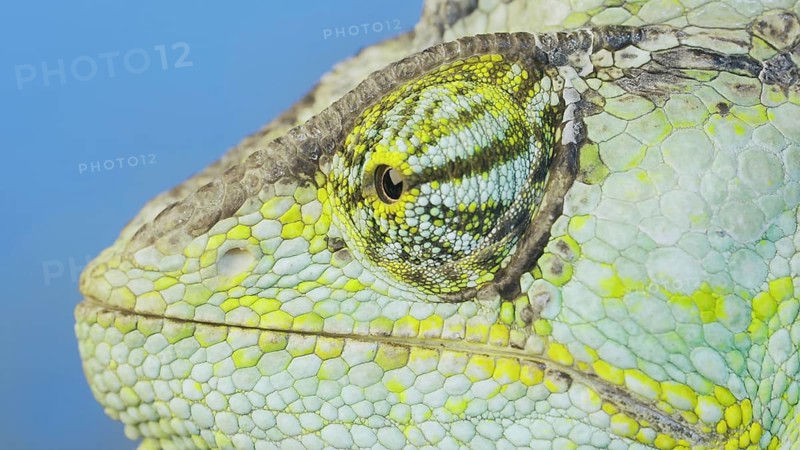 Close-up portrait of Veiled chameleon,