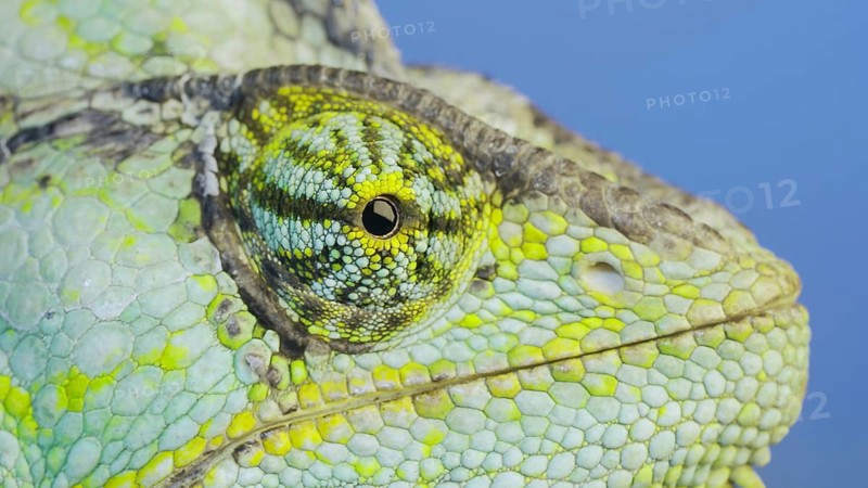 Close-up portrait of Veiled chameleon,