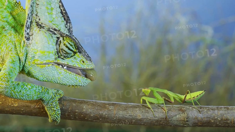 Close up of Veiled chameleon,