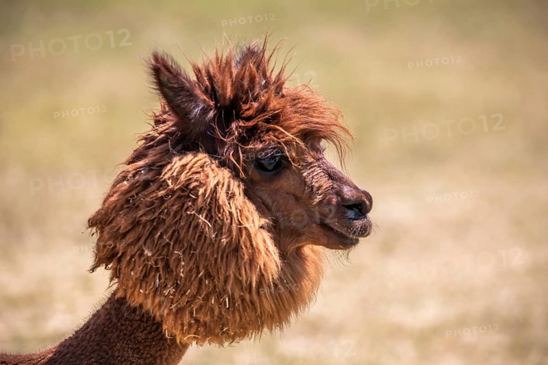 Brown shorn funny alpaca,