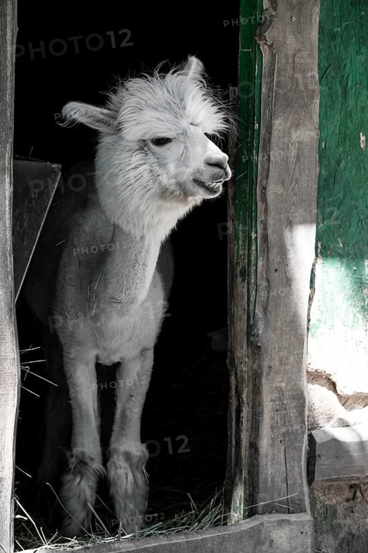 White funny alpaca,