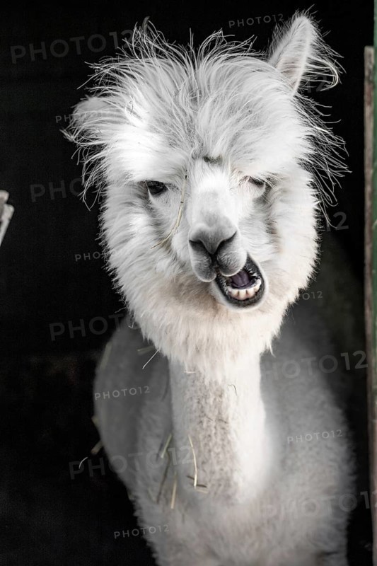 White funny alpaca,