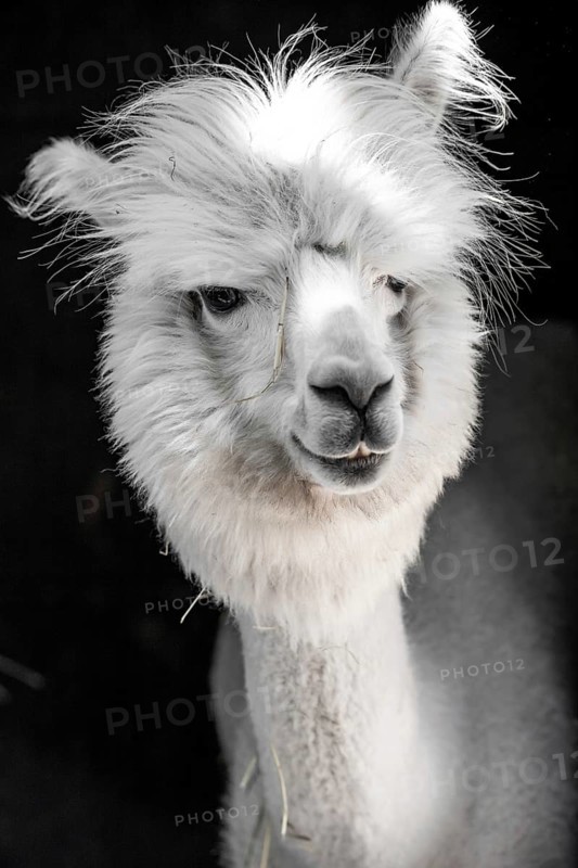 White funny alpaca,