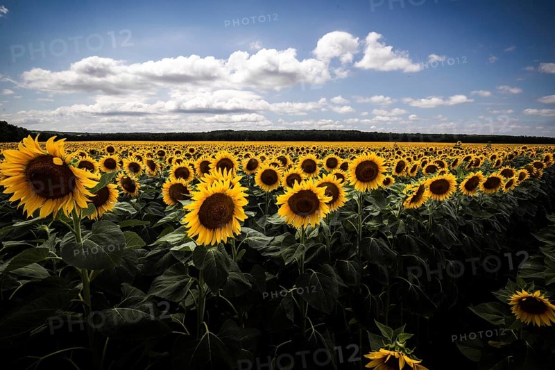 Sunflower field in a landscape during the day and sunshine, Balaton