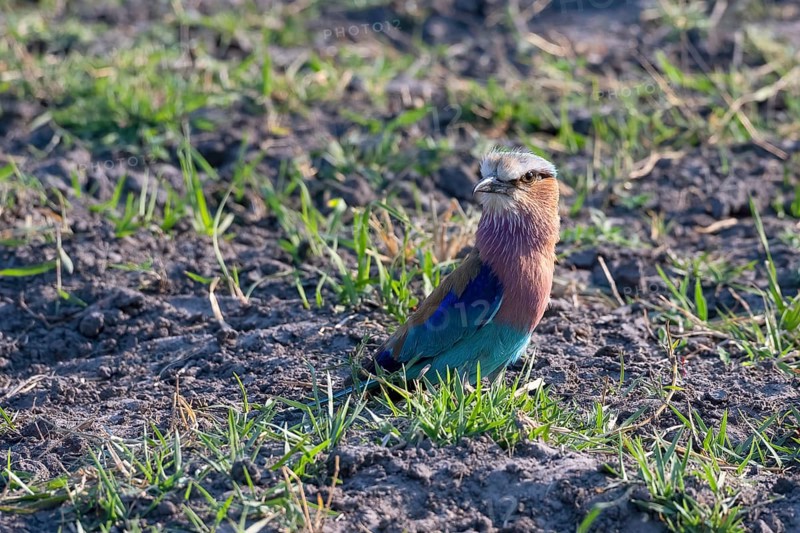 Lilac-breasted roller,