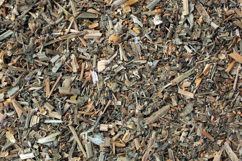 Medicinal plant Field pansy,