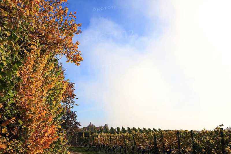 Rising fog in the vineyard near Volkach with a view of Vogelsburg Castle. Volkach, Kitzingen