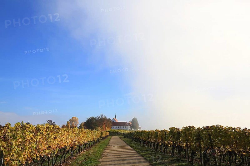 Rising fog in the vineyard near Volkach with a view of Vogelsburg Castle. Volkach, Kitzingen