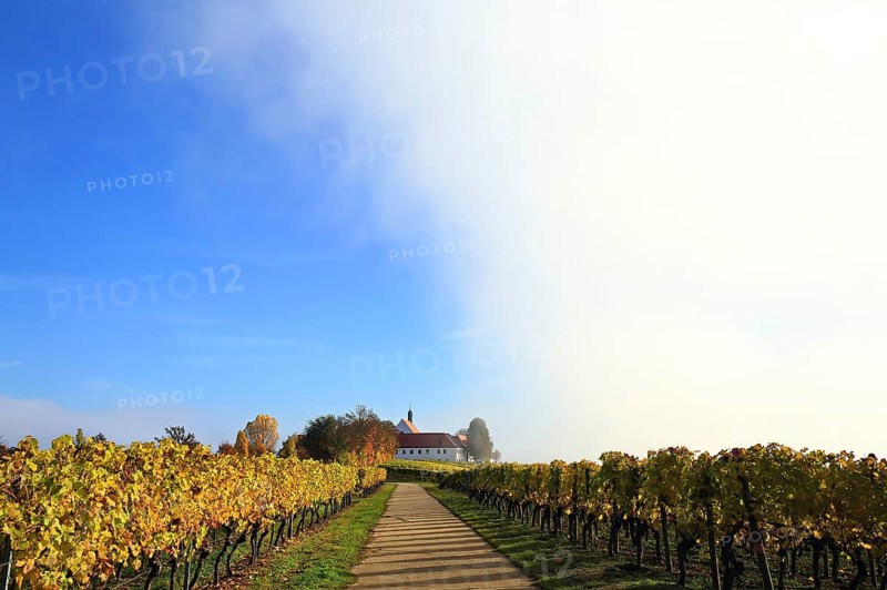 Rising fog in the vineyard near Volkach with a view of Vogelsburg Castle. Volkach, Kitzingen
