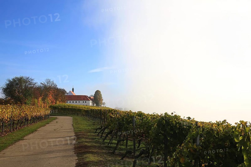 Rising fog in the vineyard near Volkach with a view of Vogelsburg Castle. Volkach, Kitzingen