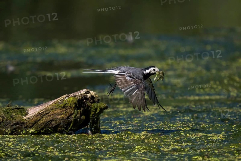 White wagtail,