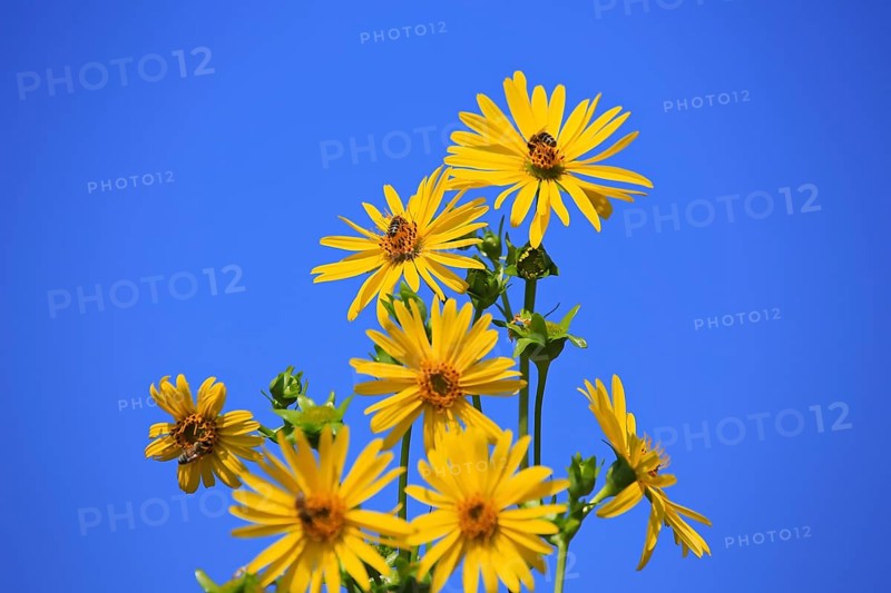 Jerusalem artichoke blossoms in the field,