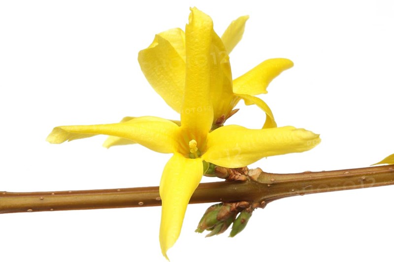 Flower of the forsythia, Forsythia intermedia suspensa