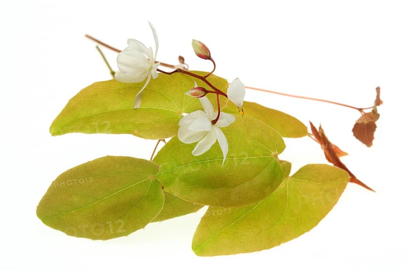 Medicinal plant and aphrodiscum Epimedium grandiflorum, macranthum