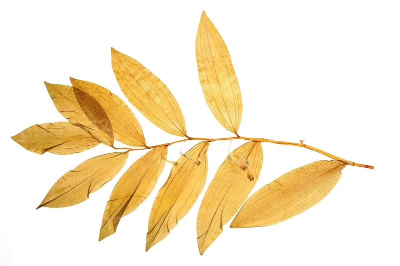Dried leaves of the medicinal plant, angular solomon's seal