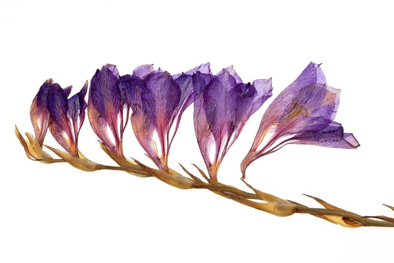 Medicinal plant Gladiolus communis imbricatus, dried plant