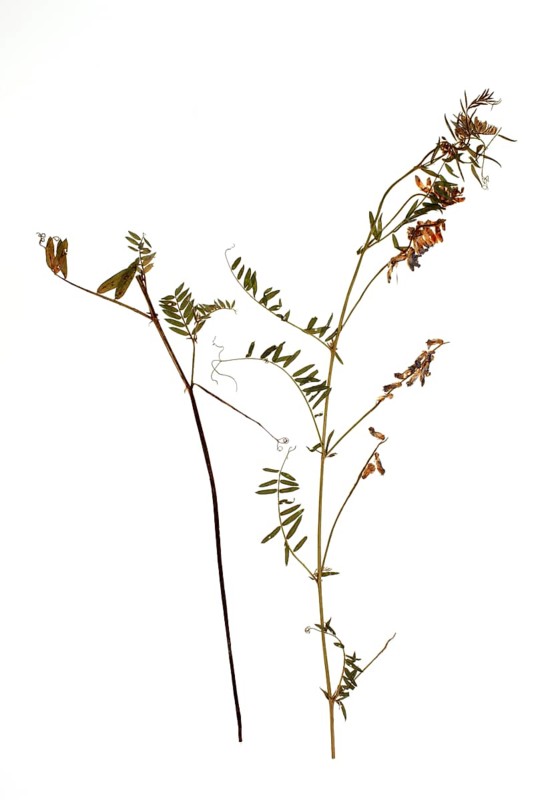 Medicinal plant Bird's vetch, Vicia cracca
