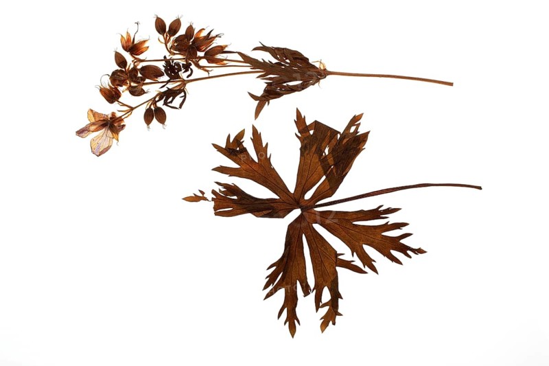 Medicinal plant Valerian, Valeriana officinalis