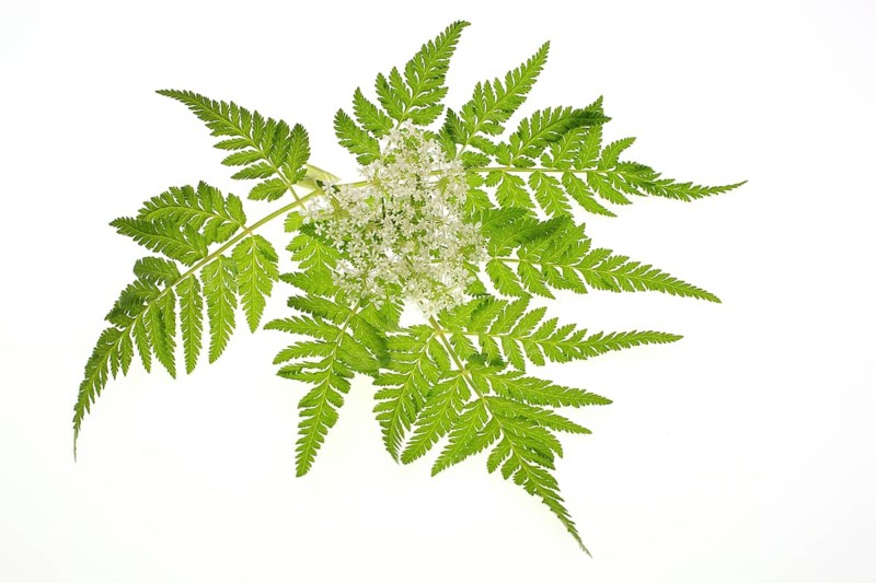 Flower and leaves of sweet cicely, Myrrhis odorata