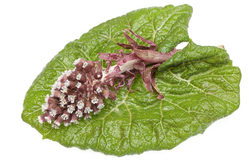 Butterbur,
