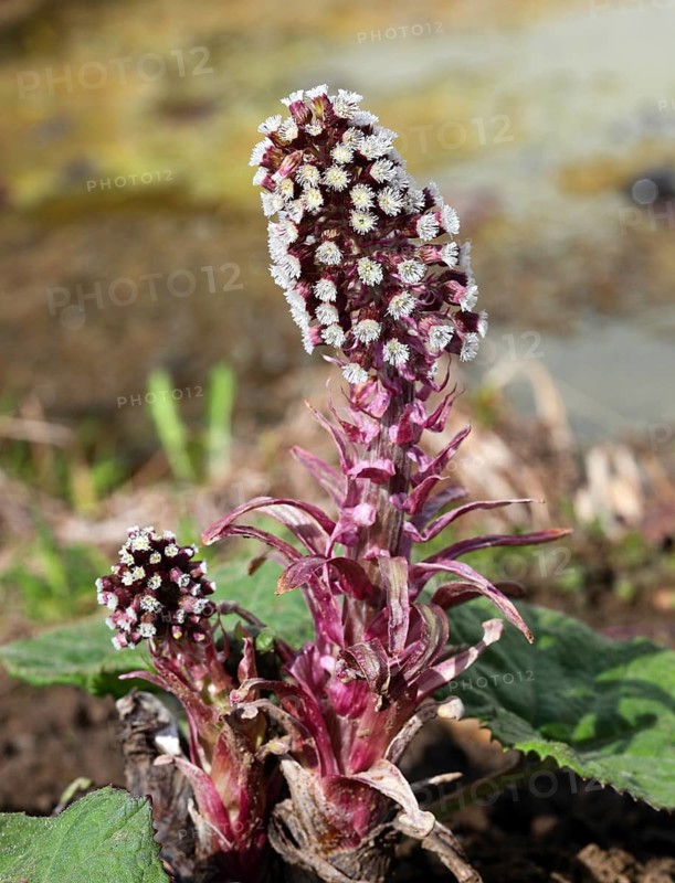 Butterbur,