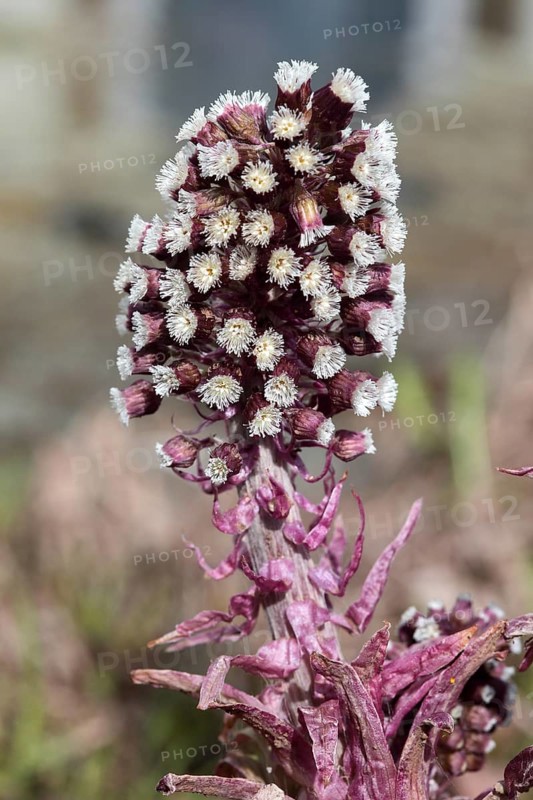 Butterbur,