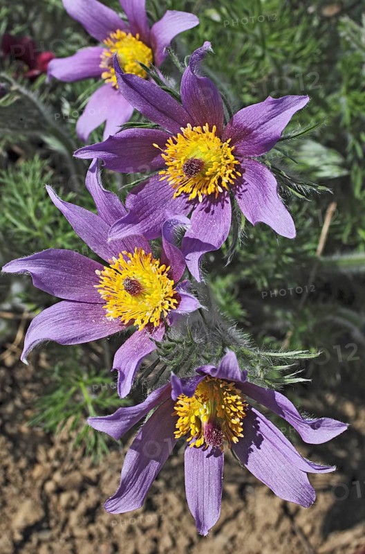 Medicinal plant Creeping pasque flower,
