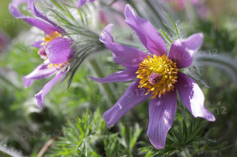 Medicinal plant Creeping pasque flower,