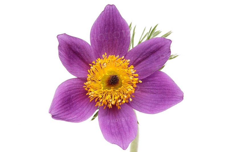 Medicinal plant Creeping pasque flower,