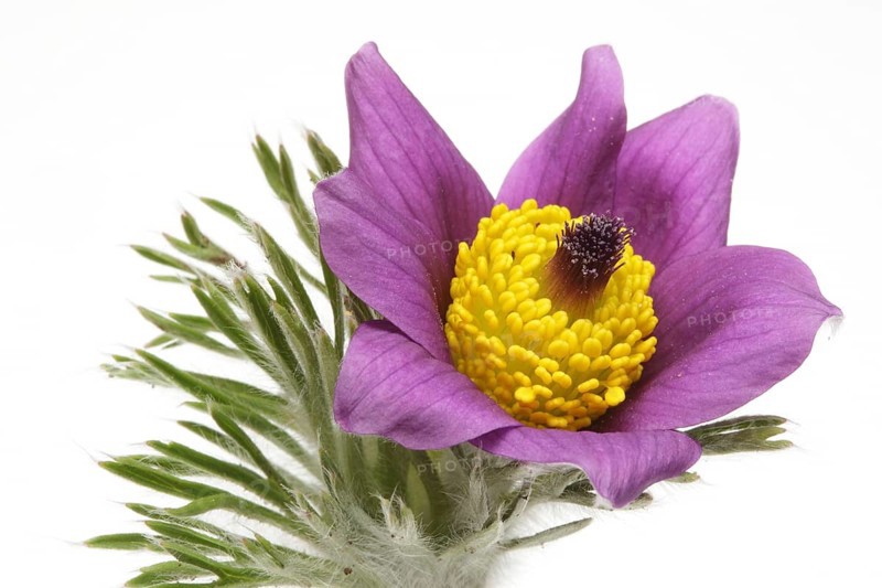 Medicinal plant Creeping pasque flower,