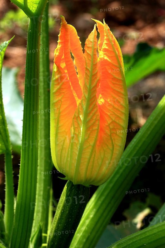 Flower of courgette,