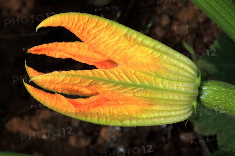 Flower of courgette,