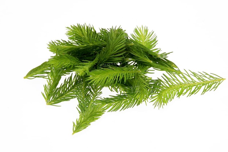 Spruce tips, Piceae turiones recentes