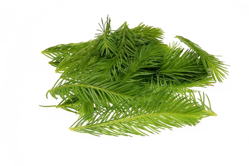 Spruce tips, Piceae turiones recentes