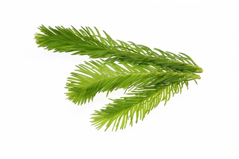 Spruce tips, Piceae turiones recentes
