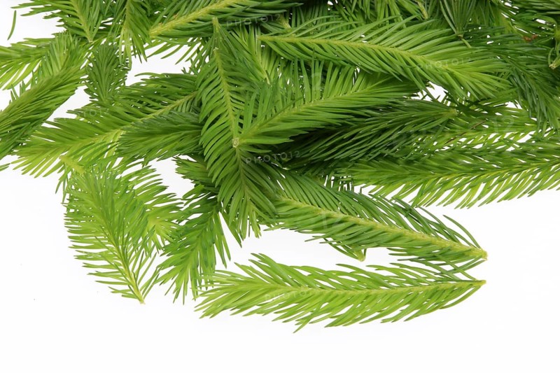 Spruce tips, Piceae turiones recentes