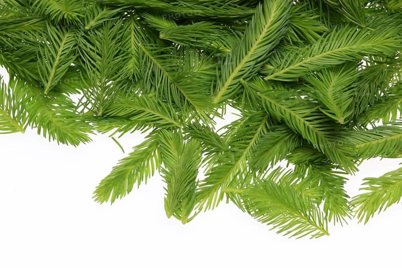 Spruce tips, Piceae turiones recentes