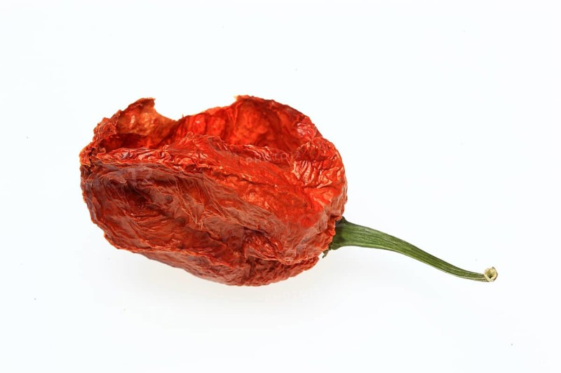Dried chilli of the Bhut-Jolokia or Naga-Jolokia variety, a cultivated form of the pepper