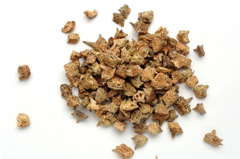 Medicinal plant Earth Burzelthorn, Tribulus terrestris
