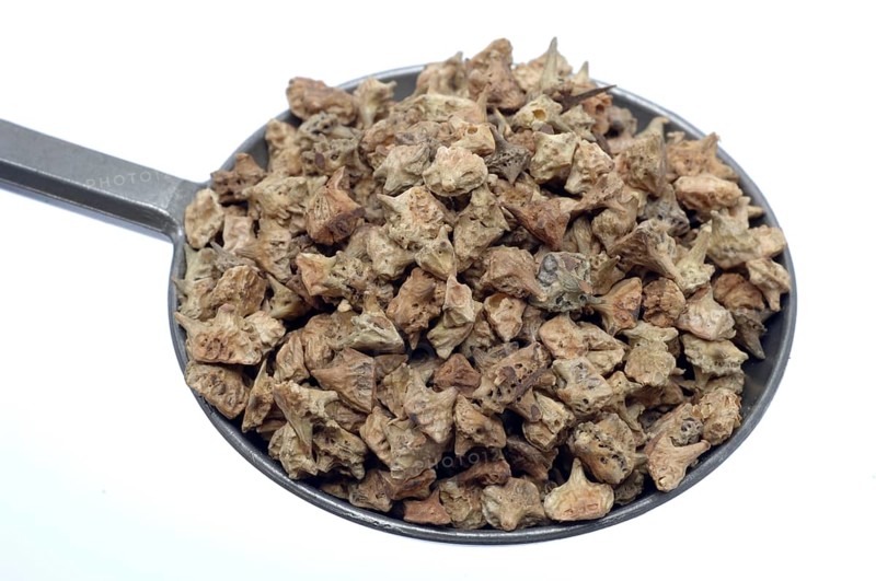 Medicinal plant Earth Burzelthorn, Tribulus terrestris