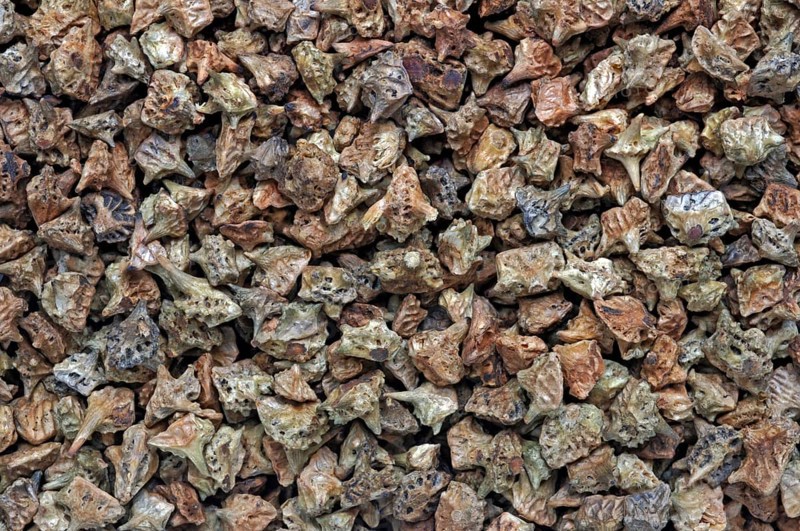 Medicinal plant Earth Burzelthorn, Tribulus terrestris