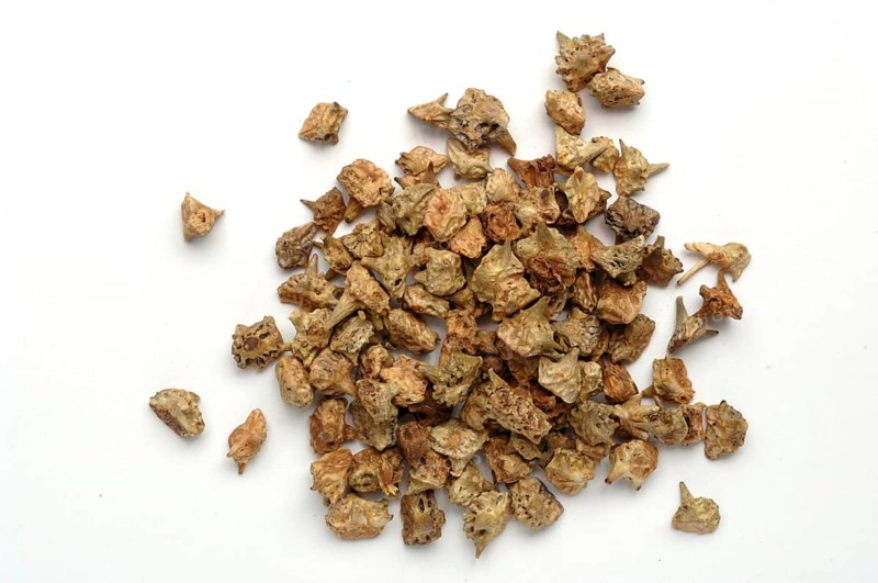 Medicinal plant Earth Burzelthorn, Tribulus terrestris
