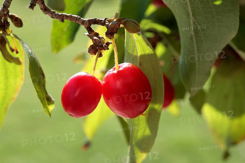 Cornelian cherry,