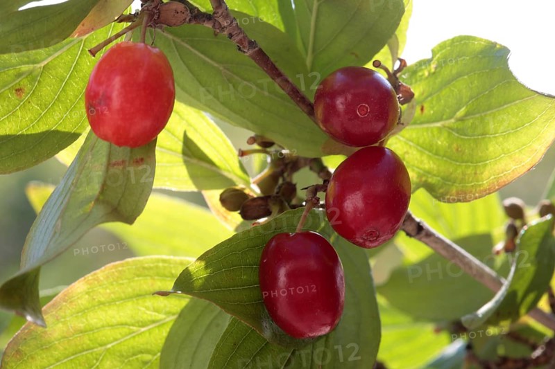 Cornelian cherry,